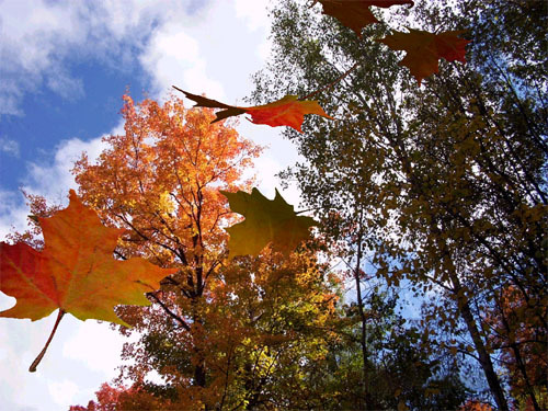Autumnleaves3D Screensaver Screenshot